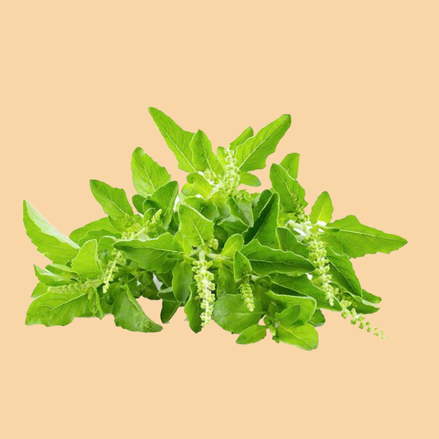 krapao